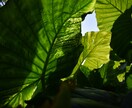 景色や日本の観光地の写真を提供いたします 待ち受けやいろいろな場面でお使いください。 イメージ5