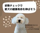 愛犬の姿勢から健康状態をチェックします 年を重ねる愛犬を支えるためにケアと準備のすべて イメージ1