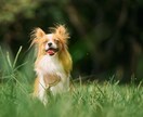 一生の宝物になるペット写真撮ります 元動物看護師が撮るペットの出張撮影 イメージ7