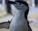 お望みの写真をお届け致します 自然、動物、など色々な写真を提供致します。 イメージ1