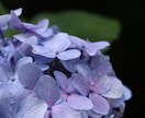 日本各地の風景や植物の写真を提供します シンプルな植物や景色の写真をお探しの方に イメージ4