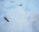 素材としての写真をご提供いたします 四季や風景の素材を探している方にぴったりな写真です。 イメージ5