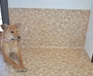犬と一緒に楽しく暮らす工夫、アイデアをご提案します 掃除も世話も簡単にする工夫を図面やパースで作成します イメージ7