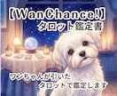 ワンちゃんが引いたタロットで鑑定します わんタロとパパの【WanChance!タロット鑑定書】 イメージ1