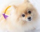遊びながら撮る！わんちゃんと家族の記念を撮ります 大切な家族のわんちゃんとの、一生の思い出をプロが撮影します。 イメージ6