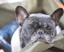 動物たちの言葉を通訳いたします 本当の気持ちをやさしく通訳します イメージ1