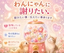 わんにゃんに謝りたい　聞きたい事伝えたい事承ります 保護犬猫と暮らす霊視占い師が、わんにゃんと魂のセッション イメージ4