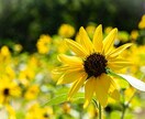 過去のトラウマや呪縛に悩まされている人話聞きます 私も呪縛に悩まされてきました。話して解放に向かいましょう！ イメージ2