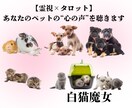 霊視×タロット★あなたのペットの心の声を聴きます 「あの子は今、どう思っているの？」 イメージ1