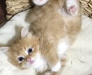 資格あります(゜-^*)/癒しの提供致します 暇潰しもOK！愚痴やお悩み聞きますଘ(੭*◕ฺω◕ฺ)੭*ੈ イメージ1