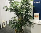 観葉植物の育て方を樹種により詳しくご説明します 樹種によって特性(暗さに弱いなど)は全然違う！！ イメージ3
