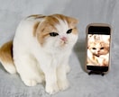 ペットのお写真から羊毛でリアルにお作りします お写真から大切なペットさんをリアルにお作りします イメージ2