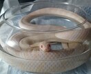 爬虫類ペットのプロフィールをお届けします 遠隔でペットに直接聞く！爬虫類限定アニマルコミュニケーション イメージ3