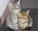 彼女、奥さんの話聞きます 彼女や奥さんのこと惚気たい方、または悩んでいる方の話聞きます イメージ3