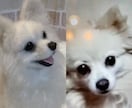 うちの子ワンちゃんお作りします 羊毛フェルトオーダーで愛犬をずっとそばに イメージ8