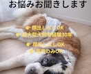 老犬介護のお悩み相談に乗ります 大型犬・超大型犬介護経験あります イメージ1