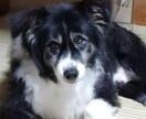 家庭犬トレーナーがお悩みに答えます しつけの仕方や困った癖を直したいなど、何でも相談ください イメージ1
