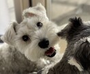 子犬子猫のしつけ相談します 現役動物看護師が教える！こいぬ・こねこの育て方相談 イメージ2