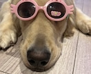 愛犬のなんで？をドッグトレーナーが一緒に解決します ドッグライフをより良きものに！ イメージ1