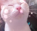 愛猫に好かれる方法教えます 愛猫が大好きだけど、なぜか好かれないあなたへ イメージ1