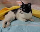 犬猫の介護・闘病がつらい方へ。話聞きます 大変な時、つらい時にそっと寄り添います。犬猫の介護経験あり。 イメージ2