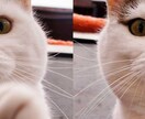 ペット・動物のお写真のキメ顔を残す修正・加工します 写真館と出版会社で写真加工歴10年の安定した技術 イメージ1