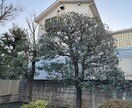 庭木剪定アドバイス手入れ方法をお伝えします 剪定歴16年のプロが、あなたの庭木の状態をアドバイスします イメージ3
