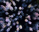 マヤ暦で生まれ持った性質、人間関係を占います 自分自身と相手のことを知ることで、もっともっと生きやすく イメージ1