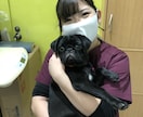 わんちゃんのしつけのご相談承ります 動物専門学校卒業、元動物看護師がしつけ教室します！ イメージ5