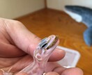 ヒョウモントカゲモドキの飼育、繁殖教えます これから飼いたい！飼ってるけど悩んでいる方へ イメージ1