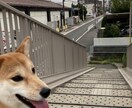 犬の飼い主同士の会話をします 飼い主同士の悩み事や面白い出来事について沢山お話し！ イメージ2