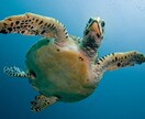 愚痴、相談、隠し事等トークルームで一日お聞きします リアルの人には話せないこと等、心おきなくお話しください イメージ2