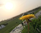 草木や花、空などの風景写真を提供します iPhoneで撮影！絵になる写真を撮ります。 イメージ2