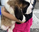 資格あり。ワンちゃん猫ちゃんの相談のります 初めて飼う方の心配事、大きさや飼いやすさなど相談に乗ります。 イメージ3