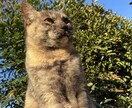 LINEのお友達感覚で悩みや愚痴を聞いたりします 21歳。身近な人にはドン引かれそうな愚痴でも⭕️ イメージ1