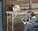 ネコのかわいさ、飼えない寂しさ語り合えます 猫愛爆発してるけど分かり合える人がいない！どうぞ語って下さい イメージ3