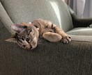 可愛い猫ちゃんの写真提供します 著作権不要の猫ちゃんの写真が欲しい方必見です。 イメージ4