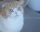 猫を使った商品撮影行います あなたの商品や売り出したいものを猫を使って撮影しませんか イメージ6