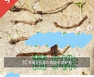 メルカリで野草販売のお手伝いします 災害時の非常食にもなる野草、フリマアプリで売れます。 イメージ1