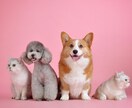 波動共鳴♡ペットちゃんの本音の想い届けます 大切なあなたと心通わせたい。言葉にできない気持ちをお届け イメージ3