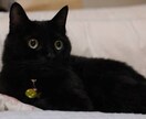 黒猫ハルの「身につけるべき能力」を霊視しますニャ イメージ1