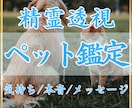 精霊透視✴︎ペットの気持ちを翻訳します 今、あの子が一番伝えたい想いを読み解きます イメージ1