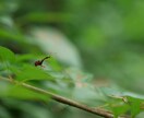 自然写真、野生動物の写真などを提供できます 自然や動物の写真に特化した素材提供 イメージ9