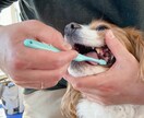 歯科衛生士が愛犬の歯みがきのご相談にのります 経験20年以上の衛生士が愛犬歯磨きを応援！ イメージ1