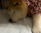 ペット介護、ペットロスのお話聞きます 2年半の老犬介護経験を活かしてあなたのこころに寄り添います。 イメージ1