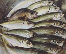 釣り教えます 初めての方や、もっとうまくなりたいかたに。 イメージ1