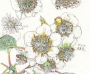 5000円の範囲内でイラストの制作行います 動物、植物、建物、デザイン等。5000円範囲で製作します。 イメージ7