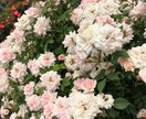 1分からOK～　あなたのお話を聞かせていただきます お悩み相談/愚痴/話し相手/鬱/パワハラなど　何でもOK☘️ イメージ8
