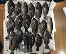 磯・筏釣りの悩みを聞きながら釣りを一緒に組立てます 釣れない原因を整理して釣り方を一緒に考えます イメージ2