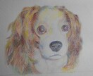 あなたの可愛い愛犬の似顔絵を色鉛筆でお描きします 写真を元にお描きしますが、写真とは一味違う表情が出ます イメージ6
